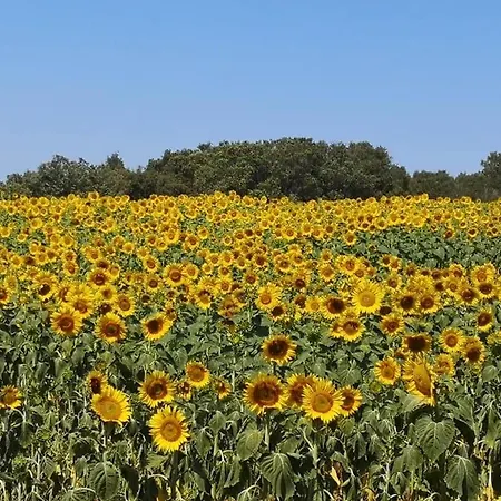 Nyaraló Podere Baloo Suvereto