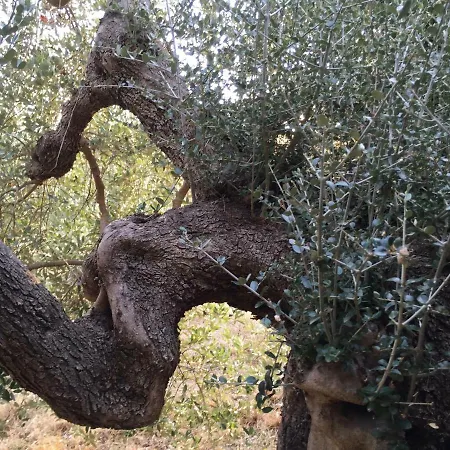 Podere Baloo Nyaraló Suvereto